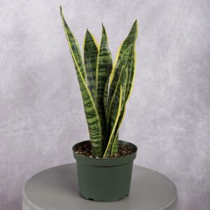 Snake Plant (6 Inches)