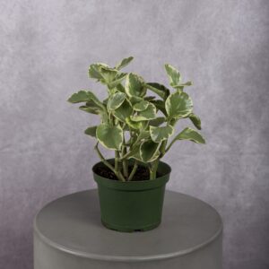 Peperomia Variegated Plant (6 Inches)