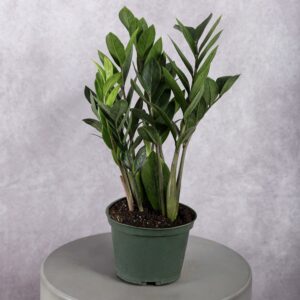 ZZ Plant (6 Inches)