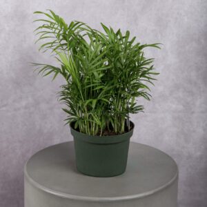 Palm Bella Plant (6 Inches)