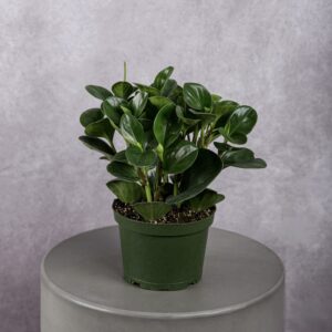 Peperomia Plant (6 Inches)