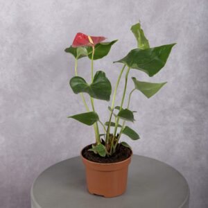 Anthurium Red Plant (6 Inches)