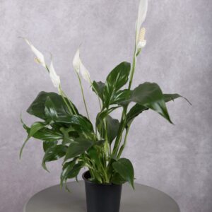 Peace Lily Spathiphyllum White Plant (4 Inch)