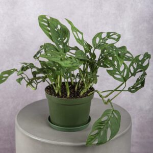 Philo Swiss Cheese (6 Inches)