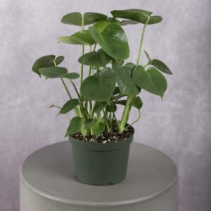 Monstera Plant (6 Inches)