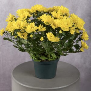 Chrysanthemum Yellow Plant (6 Inches)