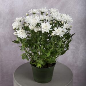 Chrysanthemum White Plant (6 Inches)