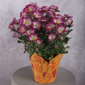 Chrysanthemum Purple Variegated Plant (6 Inches)