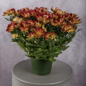 Chrysanthemum Bicolour Plant