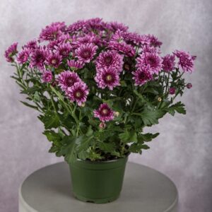 Chrysanthemum Hot Pink Plant (6 Inches)