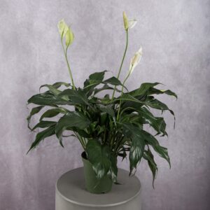 Peace Lily Spathiphyllum Plant (6 Inches)