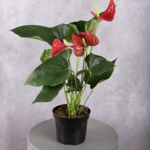 Anthurium Red Plant (6 Inches)