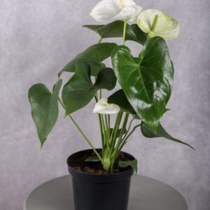 Anthurium White Plant (6 Inches)