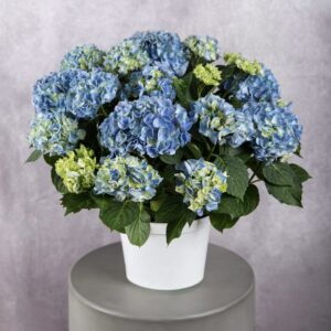Hydrangea Blue Plant (8 Inches)