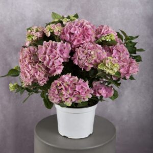 Hydrangea Pink Plant (8 Inches)