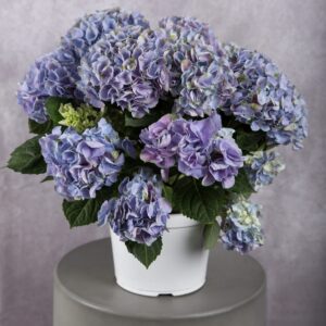 Hydrangea Lavender Plant (8 inches)