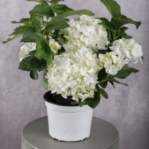Hydrangea White Plant (8 Inches)