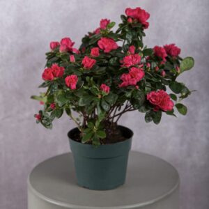 Azalea Hot Pink Plant (6 Inches)
