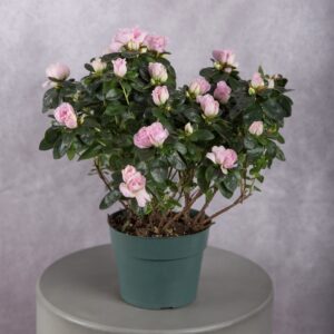 Azalea Pink Plant (6 Inches)