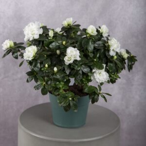 Azalea White Plant (6 Inches)