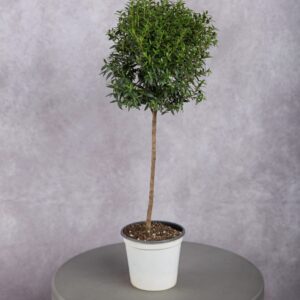 Myrtle Plant (4 Inches)