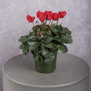 Cyclamen Red Plant (6 Inches)