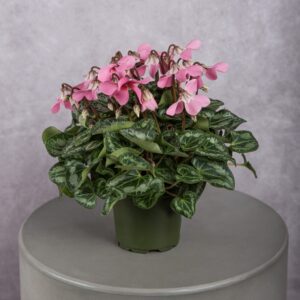Cyclamen Pink Plant (6 Inches)