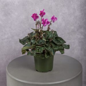 Cyclamen Purple Plant (6 Inches)
