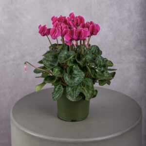 Cyclamen Hot Pink Plant (6 Inches)