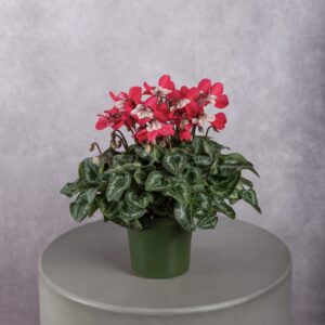 Cyclamen Neon Red Plant (6 Inches)