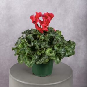 Cyclamen Red Plant (6 Inches)