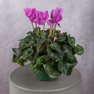 Cyclamen Dark Pink Plant (6 Inches)