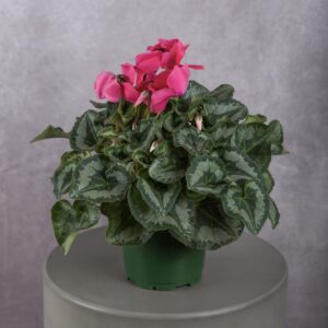 Cyclamen Fuchsia Plant (6 Inches)