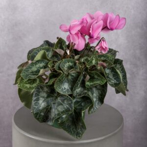 Cyclamen Pink Plant (6 Inches)