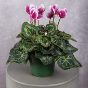 Cyclamen Bicolour Plant (6 Inches)