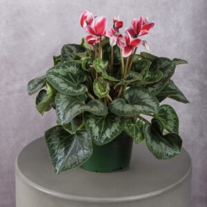 Cyclamen Bicolour Plant (6 Inches)