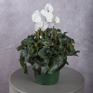 Cyclamen White Plant (6 Inches)
