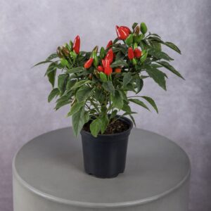 Pepper Red Plant (4 Inches)