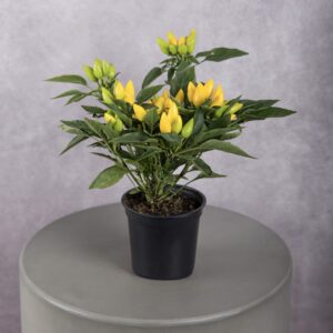 Pepper Yellow Plant (4 Inches)