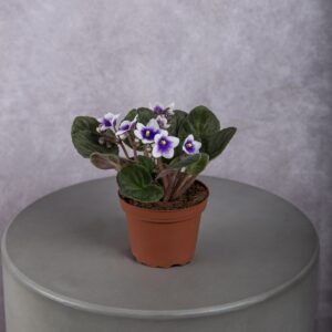 African Violet Bicolour Plant (4 Inches)