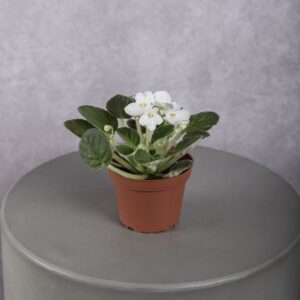 African Violet White Plant (4 Inches)