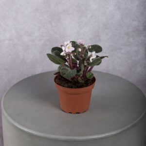 African Violet Blush Plant (4 Inches)