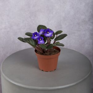 African Violet Blue Plant (4 Inches)