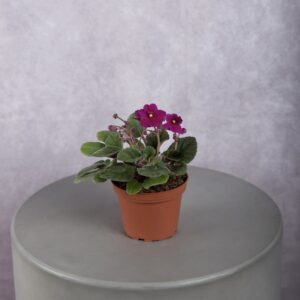 African Violet Hot Pink Plant (4 Inches)