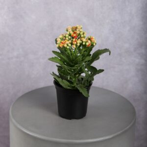 Calandiva Orange Plant (4 Inches)