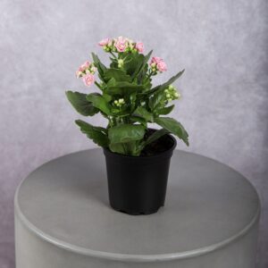 Calandiva Pink Plant (4 Inches)