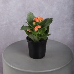 Calandiva Neon Orange Plant (4 Inches)