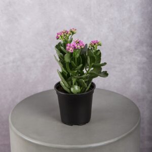 Calandiva Medium Pink Plant (4 Inches)