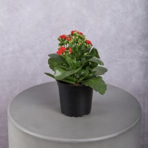 Calandiva Neon Red Plant (4 Inches)