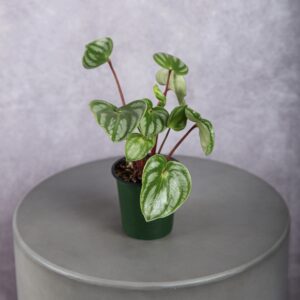 Calathea Green Plant (4 Inches)